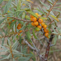 Sea buckthorn leaves photo