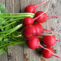 Radish photo 7