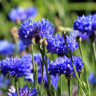 Cornflower photo 3