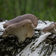 Photo of oyster mushrooms