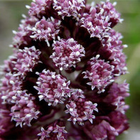 Fotografie butterbur