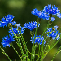 Cornflower photo 2