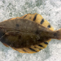 Flounder photo 3