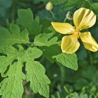 Photo of celandine 4