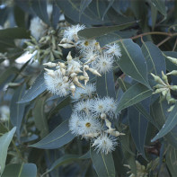 Eucalyptus photo