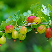 Photo of gooseberry