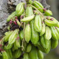 Photo of bilimbi fruit 4