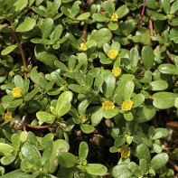 Photo of garden purslane