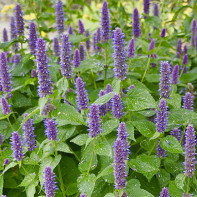 Photo of hyssop 4