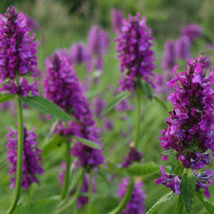 Fotografie de uroquissa officinalis