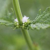 Zāļu cilantro 3 foto