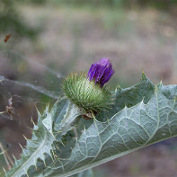 Φωτογραφία του prickly tatarnik