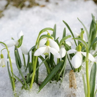 Fotografie de snowdrop