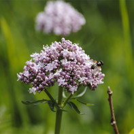 Valerian photo 4