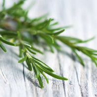 Photo of Rosemary 2