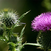 Photos of milk thistle