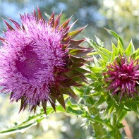 Photo of milk thistle 2