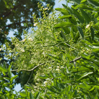 Fotografie de Sophora japoneză 3