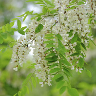 White Acacia photo 2