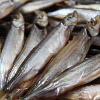 Fotografia Capelin 3