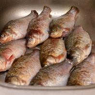 Photo of crucian carp 3