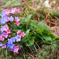 Lungwort 4 nuotrauka