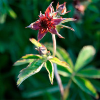 Fotografia cinquefoil 3