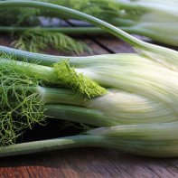 Fennel photo 3