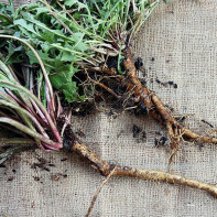 Photo of dandelion root 2