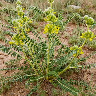 Astragalus nuotrauka