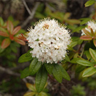 Photo of marsh rosemary 2