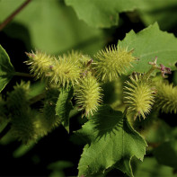 Xanthium strumarium 4 nuotrauka