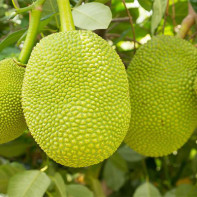 Fotografia Jackfruit 2