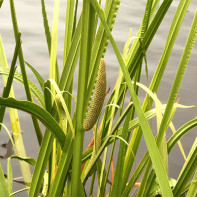 Fotografie de calamus de mlaștină