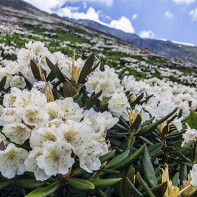 Fotografia kaukazského rododendronu 4