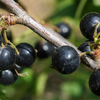 Φωτογραφία του blackcurrant