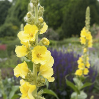 Fotografie de iarbă mullein