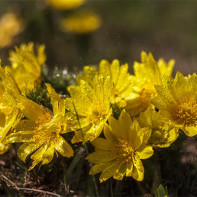 Fotografia Adonis 3