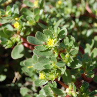 Photo of garden purslane 2