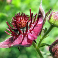 Fotografia cinquefoil 2