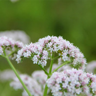 Valerian photo