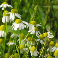 Photo of the chamomile 4