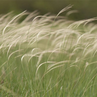 Fotografie de ierburi Koval 3