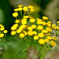 Photo of tansy 4