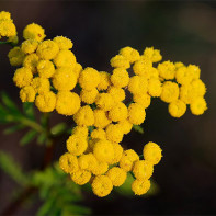 Photo of tansy 3