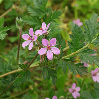 Fotografia Bocianej pustovne 5