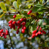 Barberry fotografie 2