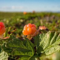 Fotografia cloudberry 6