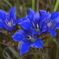 Photo of Gentian 4