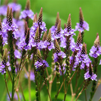 Photo of verbena